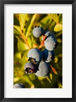 Framed Blueberry agriculture, Alton, New Hampshire