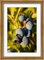 Framed Blueberry agriculture, Alton, New Hampshire