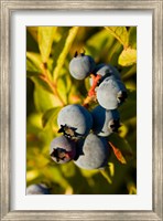 Framed Blueberry agriculture, Alton, New Hampshire