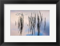 Framed Lily pads and cattails grow in Gilson Pond, Monadanock State Park, New Hampshire