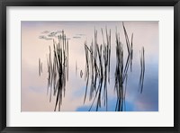 Framed Lily pads and cattails grow in Gilson Pond, Monadanock State Park, New Hampshire