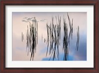 Framed Lily pads and cattails grow in Gilson Pond, Monadanock State Park, New Hampshire