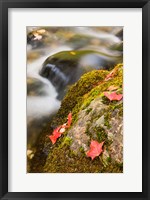 Framed stream in Fall in a Forest in Grafton, New Hampshire