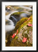 Framed stream in Fall in a Forest in Grafton, New Hampshire