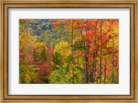 Framed Forest in Grafton, New Hampshire