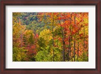 Framed Forest in Grafton, New Hampshire