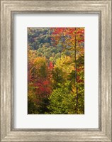 Framed Fall in a Forest in Grafton, New Hampshire