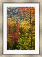 Framed Fall in a Forest in Grafton, New Hampshire