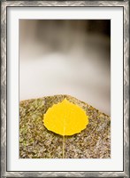 Framed aspen leaf next to a stream in a Forest in Grafton, New Hampshire
