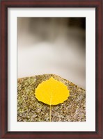 Framed aspen leaf next to a stream in a Forest in Grafton, New Hampshire