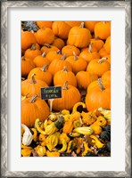 Framed Gourds, Meredith, New Hampshire