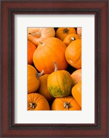 Framed Pumpkins at the Moulton Farm, Meredith, New Hampshire