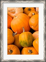 Framed Pumpkins at the Moulton Farm, Meredith, New Hampshire