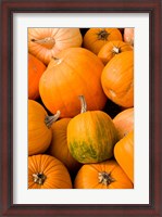 Framed Pumpkins at the Moulton Farm, Meredith, New Hampshire