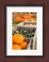 Framed Pumpkins and gourds at the Moulton Farm, Meredith, New Hampshire