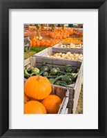 Framed Pumpkins and gourds at the Moulton Farm, Meredith, New Hampshire