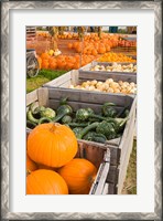 Framed Pumpkins and gourds at the Moulton Farm, Meredith, New Hampshire