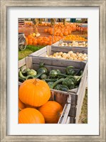 Framed Pumpkins and gourds at the Moulton Farm, Meredith, New Hampshire