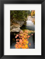 Framed Upper Falls on the Ammonoosuc River, White Mountains, New Hampshire