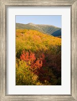 Framed Mount Lafayette in fall, White Mountain National Forest, New Hampshire