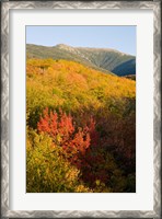 Framed Mount Lafayette in fall, White Mountain National Forest, New Hampshire