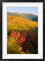 Framed Mount Lafayette in fall, White Mountain National Forest, New Hampshire