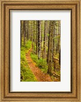 Framed trail around Ammonoosuc Lake, White Mountain National Forest, New Hampshire