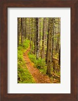 Framed trail around Ammonoosuc Lake, White Mountain National Forest, New Hampshire