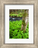 Framed Fern flora, Greenough Brook, New Hampshire