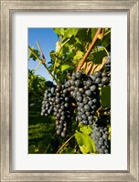 Framed Vineyards in Candia, New Hampshire