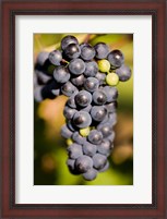 Framed Marechal Foch grapes at the vineyard at Jewell Towne Vineyards, South Hampton, New Hampshire