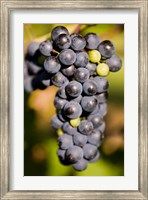Framed Marechal Foch grapes at the vineyard at Jewell Towne Vineyards, South Hampton, New Hampshire
