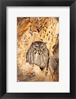 Framed Eastern Screech Owl, Rye, New Hampshire