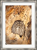 Framed Eastern Screech Owl, Rye, New Hampshire