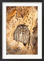 Framed Eastern Screech Owl, Rye, New Hampshire