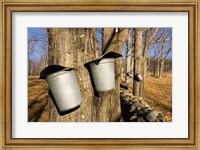 Framed Sugar maple trees in Lyme, New Hampshire