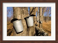 Framed Sugar maple trees in Lyme, New Hampshire