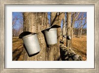 Framed Sugar maple trees in Lyme, New Hampshire