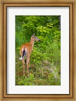 Framed Whitetail deer, Pittsburg, New Hampshire