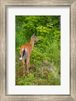 Framed Whitetail deer, Pittsburg, New Hampshire