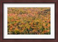 Framed New Hampshire, White Mountains, Autumn