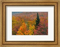Framed Autumn at Flume Area, Franconia Notch State Park, New Hampshire