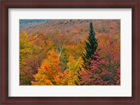 Framed Autumn at Flume Area, Franconia Notch State Park, New Hampshire