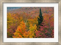 Framed Autumn at Flume Area, Franconia Notch State Park, New Hampshire