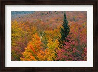 Framed Autumn at Flume Area, Franconia Notch State Park, New Hampshire