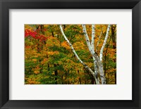 Framed Autumn at Ripley Falls Trail, Crawford Notch SP, New Hampshire