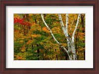 Framed Autumn at Ripley Falls Trail, Crawford Notch SP, New Hampshire