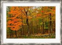 Framed Stone Wall, Sugar Hill, New Hampshire