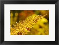 Framed New Hampshire, Fern frond flora