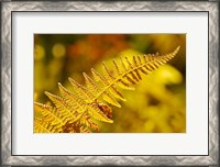 Framed New Hampshire, Fern frond flora